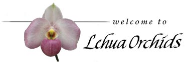 Welcome to Lehua Orchids