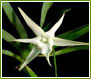 Lehua Orchids Paphiopedilum