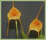 Lehua Orhids Masdevalua