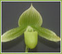 Lehua Orchids Paphiopedilum