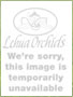 Lehua Orchids Image Not Available
